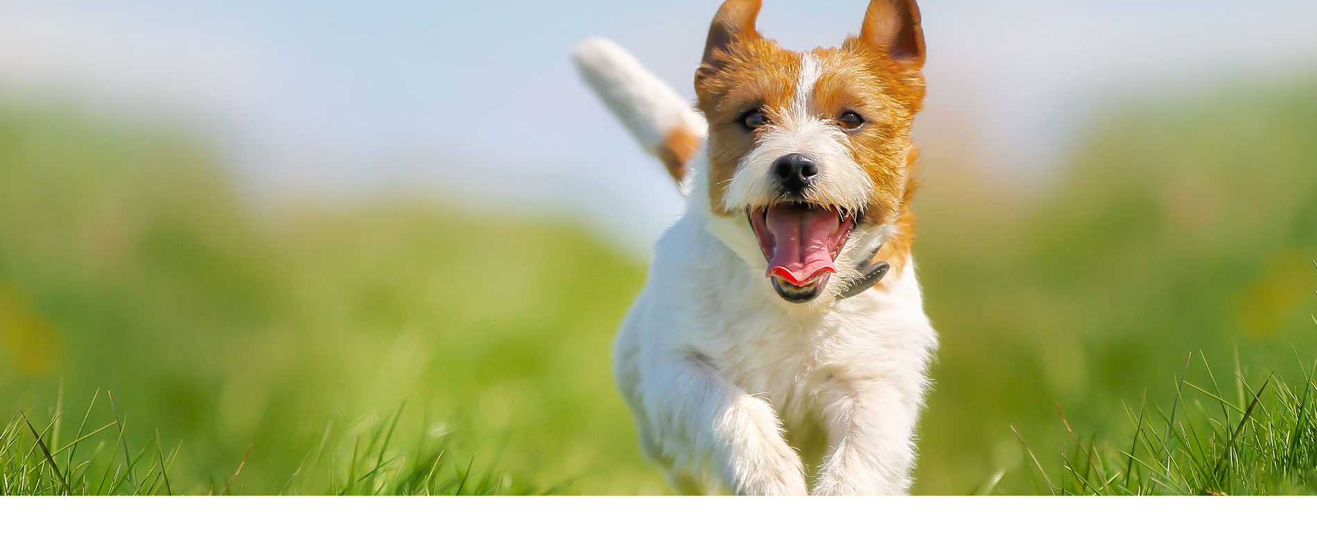 nuvet-pet-dogs-cats-supplemets-immune-support-for-dogs